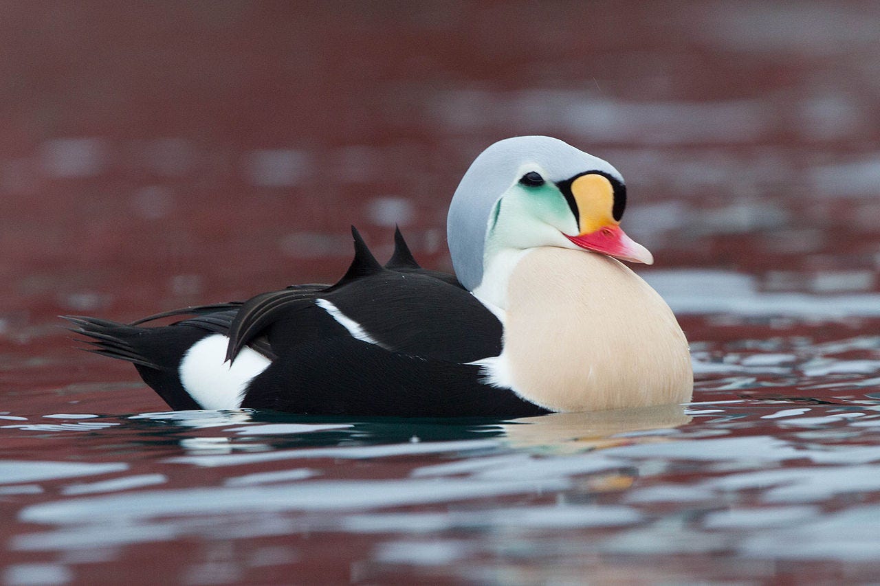 male sea eider on the water male sea eider on the water
