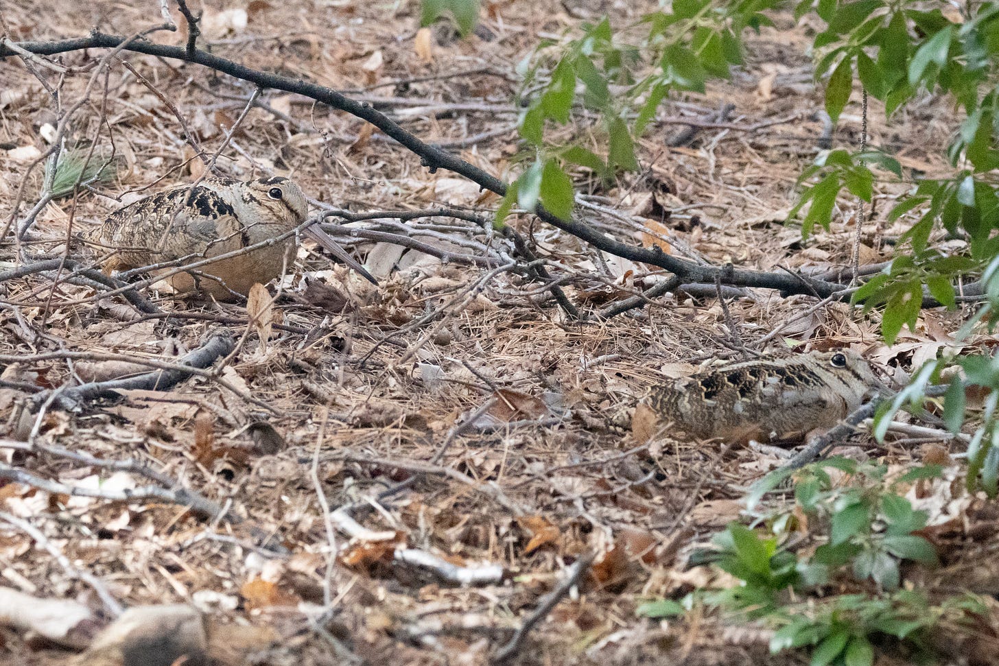 two american woodcocks in leaf litter facing right