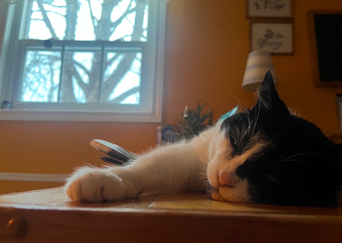 A black and white cat lounges on a countertop, looking particularly cute and sleepy A black and white cat lounges on a countertop, looking particularly cute and sleepy