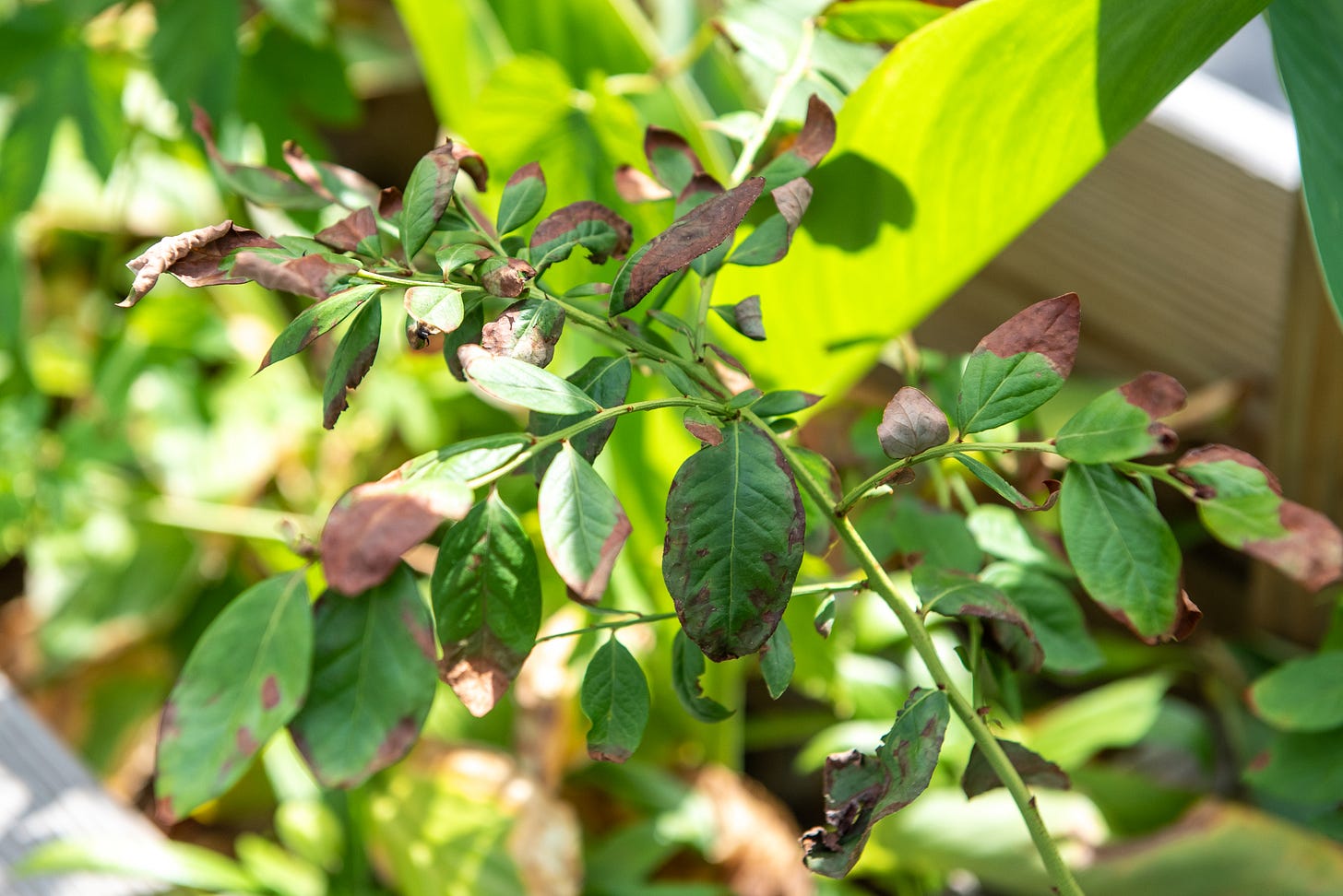 ID: Leaf scorched blueberry bonsai