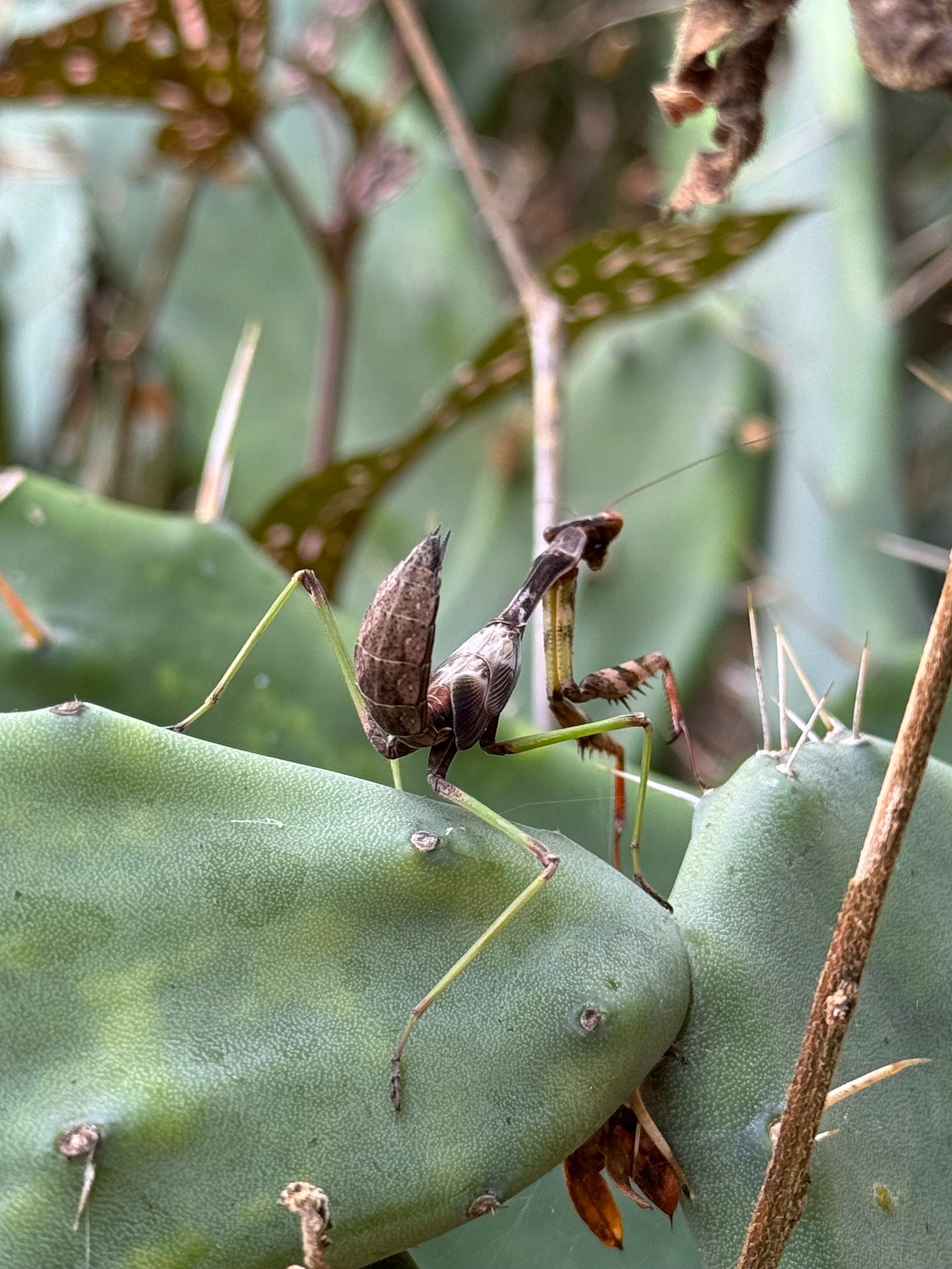 A praying mantis walking on a cactus.