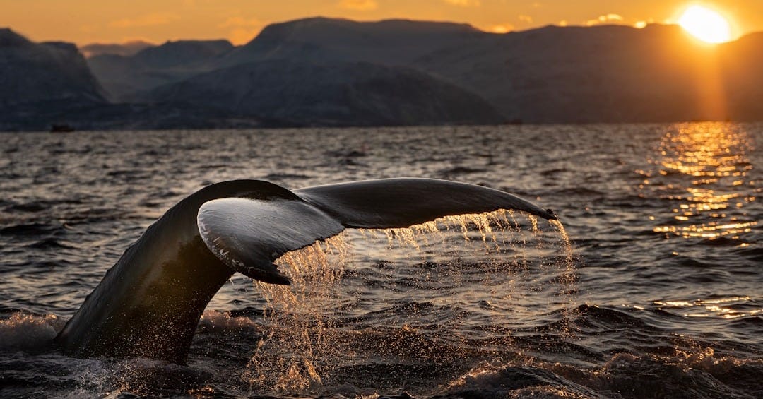 gray shark fins in sea