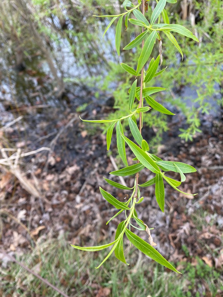new spring leaves, left, and green branches showing lenticles, right.