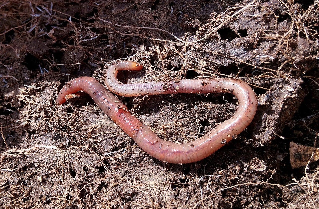 Download free HD stock image of Worm Vermiculture Free Worm Vermiculture photo and picture