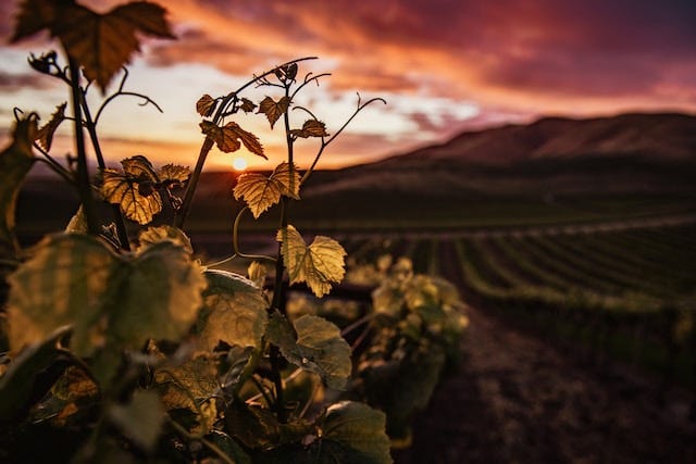 A picture of a lovely vineyard