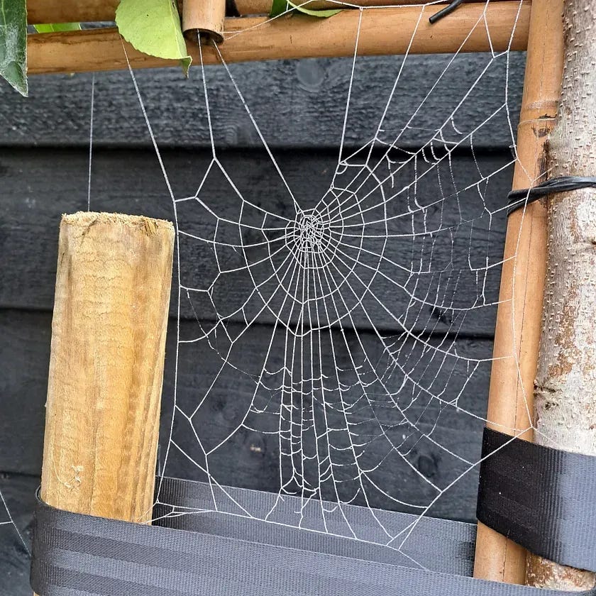 cobweb
