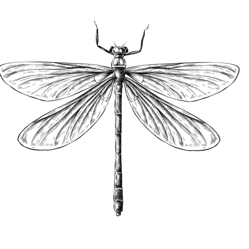 El nombre de las cosas