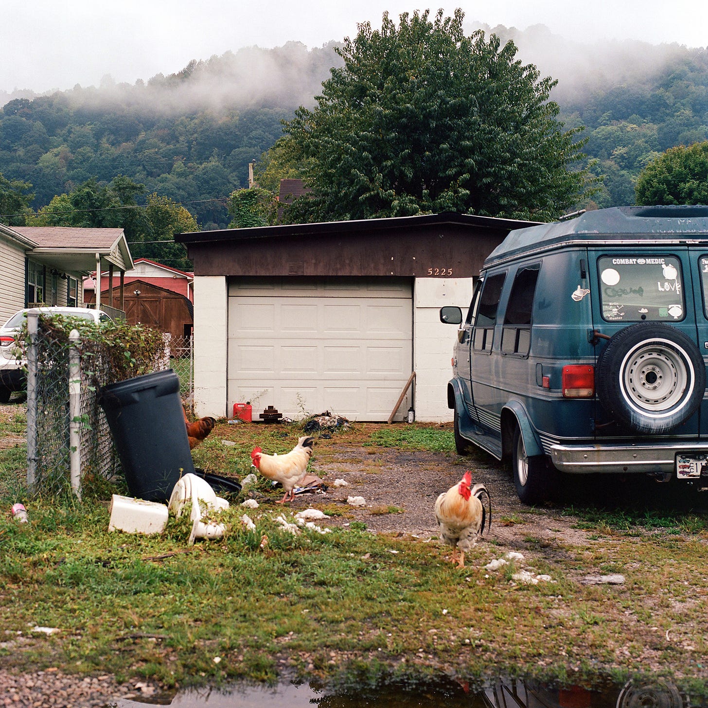 Chickens in Yard