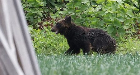 Un ours brun en errance au nord du Japon Un ours brun en errance au nord du Japon
