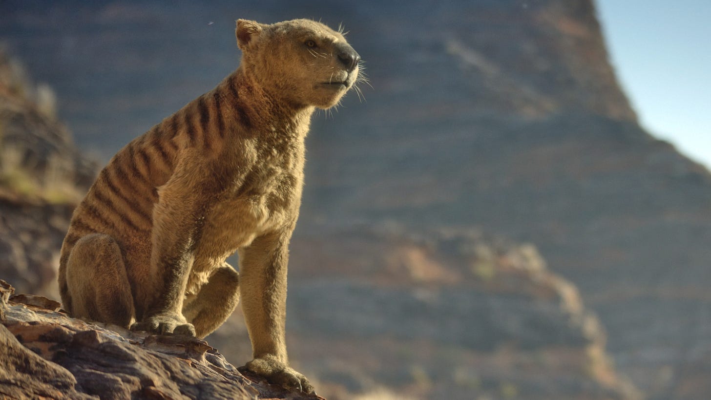 The beautiful, gorgeous, perfect Thylacoleo surveys her territory from a rocky outcrop.