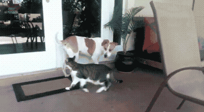 Cats are Different Than Dogs — Big · Round · Pine