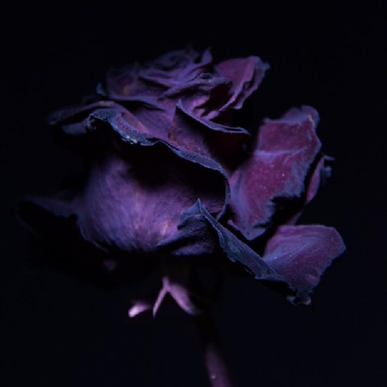 Tales From a Wilted Rose
