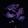 Tales From a Wilted Rose
