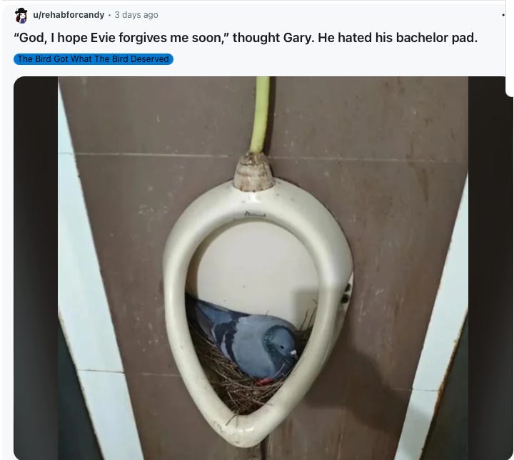 A pigeon nests in a urinal, with the caption,"God, I hope Evie forgives me soon," thought Gary. He hated his new bachelor pad."
