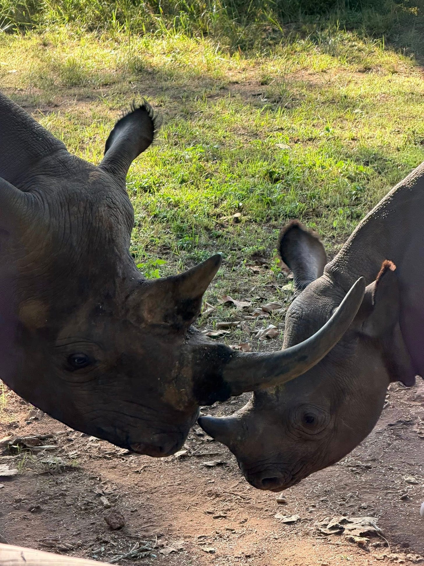 May be an image of rhinoceros