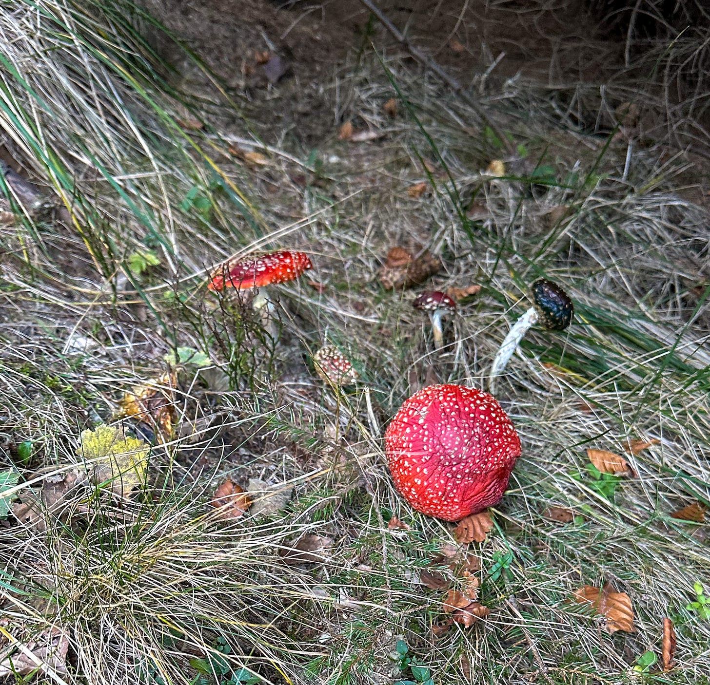 Beautiful, but poisonous mushrooms in the forest along the trail