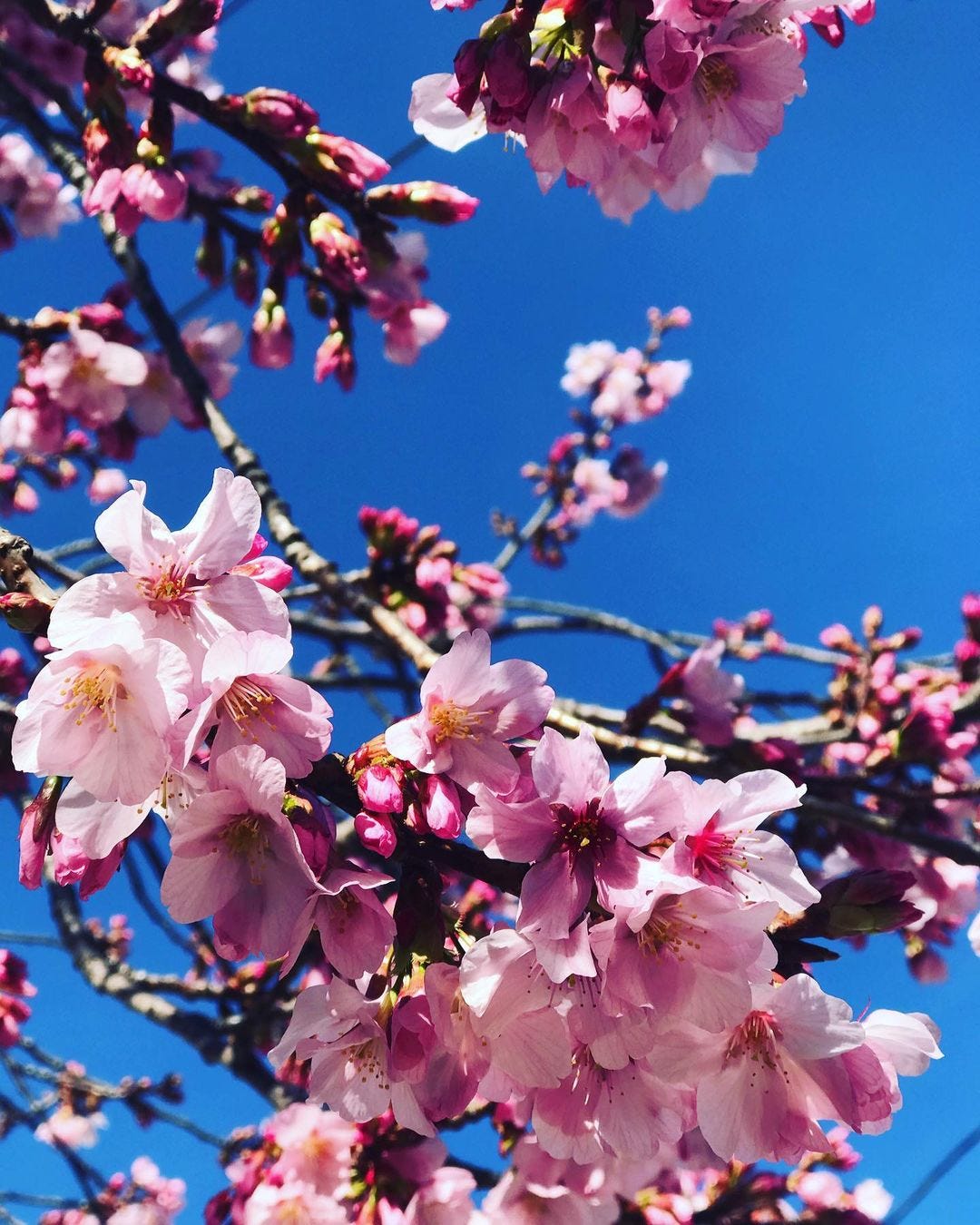 blossoms