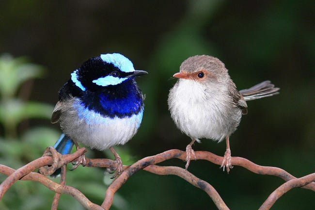 2 oiseaux clairement amoureux, sans aucun anthropomorphisme. Le mâle est tout bleu, la femelle grise, mais d'un gris plus beau que celui du coucou