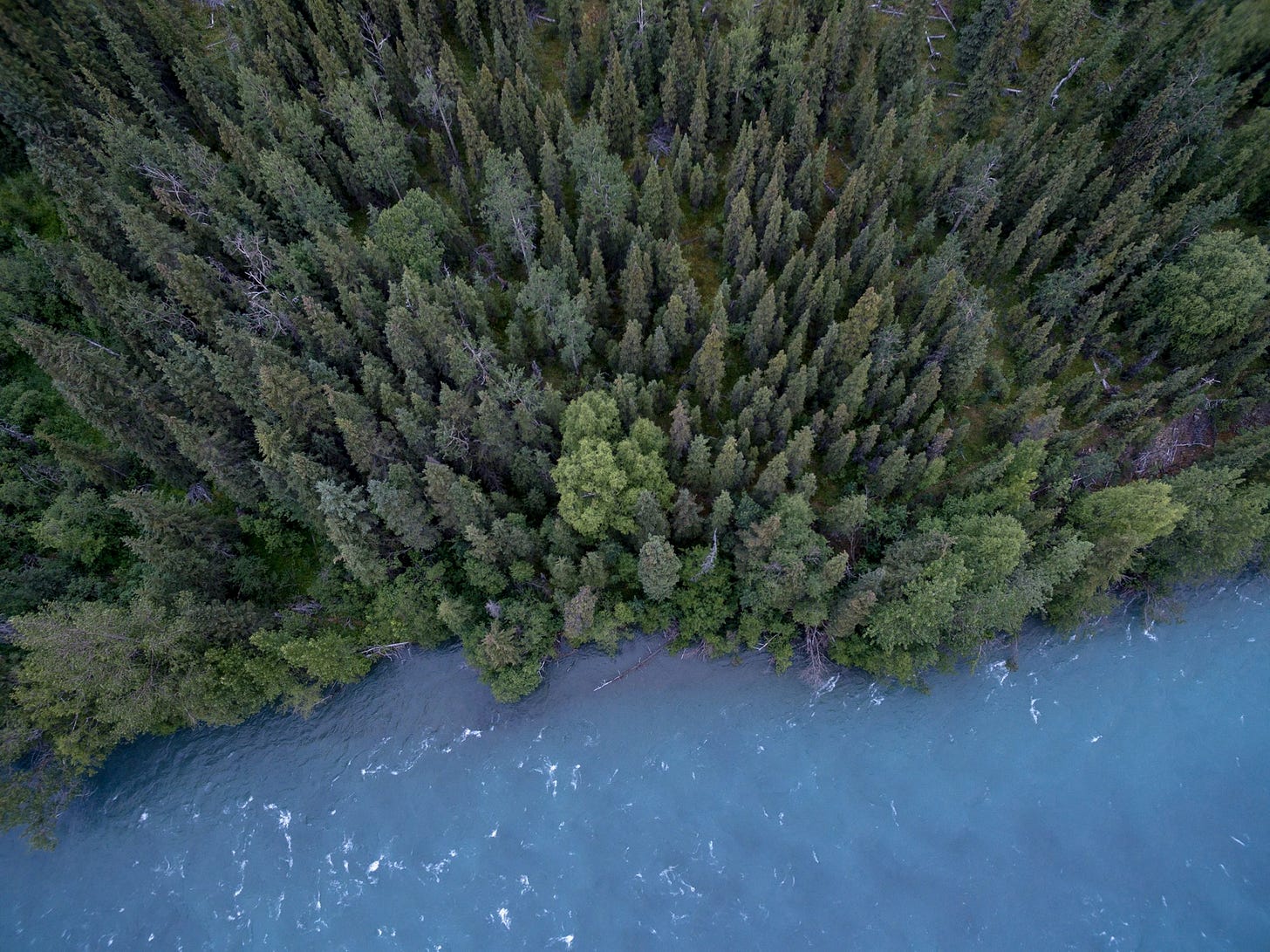 Green forest by a blue lake