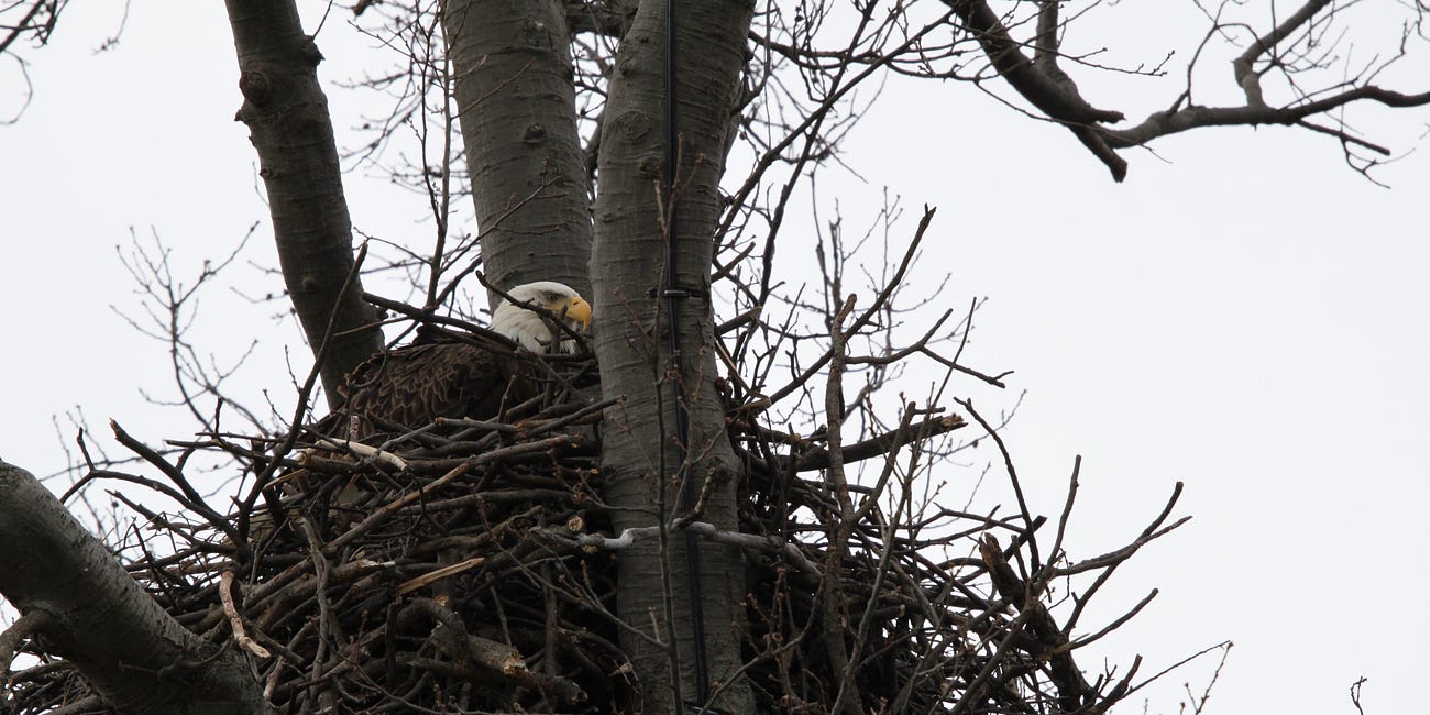 Eagles find inviting atmosphere in Ohio