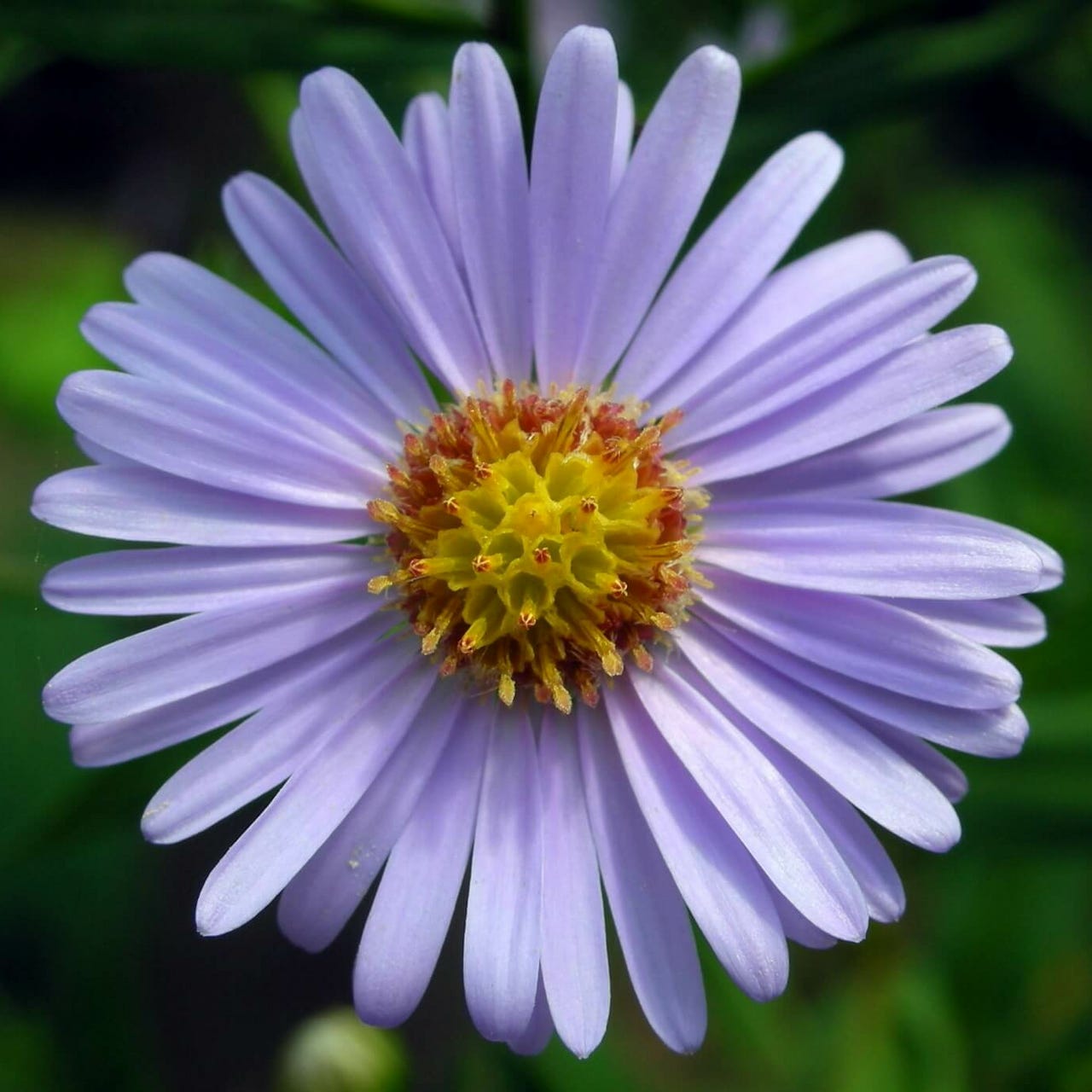 Őszirózsás Jegyzetek