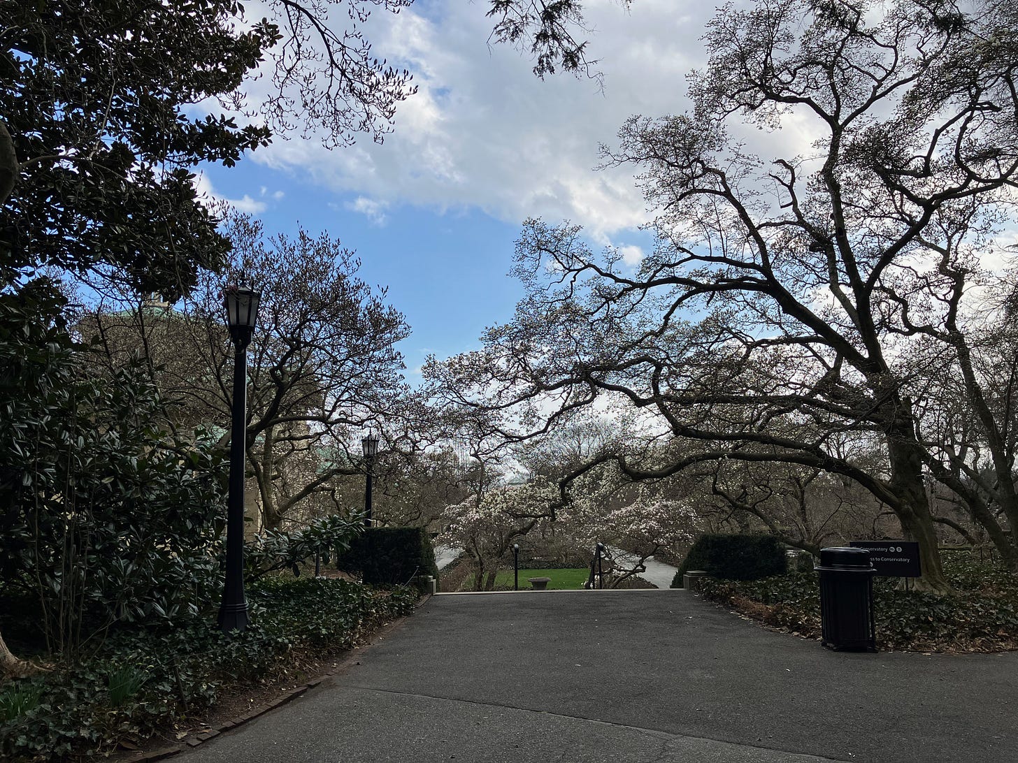 Magnolia trees framing a walkway at the Brooklyn Botanic Garden.