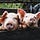 Coefficient Giving farm animal welfare newsletter