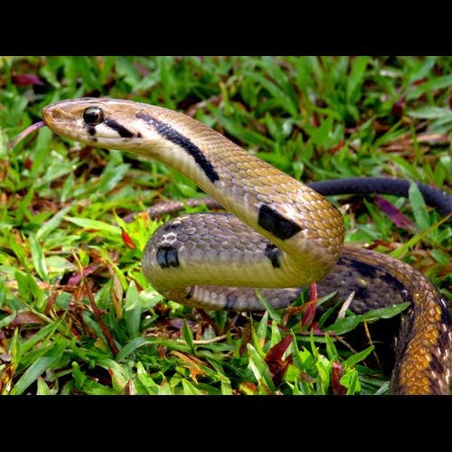 The Biodiversity of Singapore The Biodiversity of Singapore