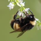 Saving bees might be tied to saving their gut microbiomes