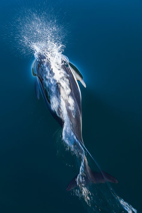 Photographs of Pacific white-sided dolphins swimming in clear waters.