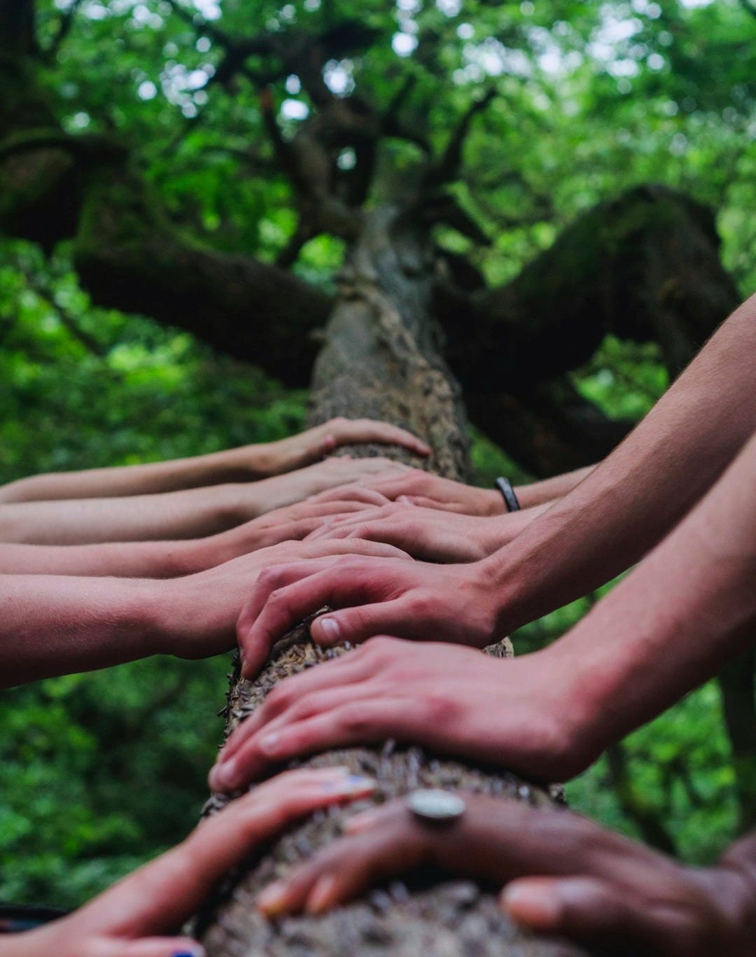 a group of people holding hands on top of a tree