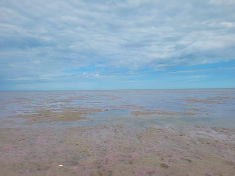 low tide at the bay, a herring gull and a semipalmated plover