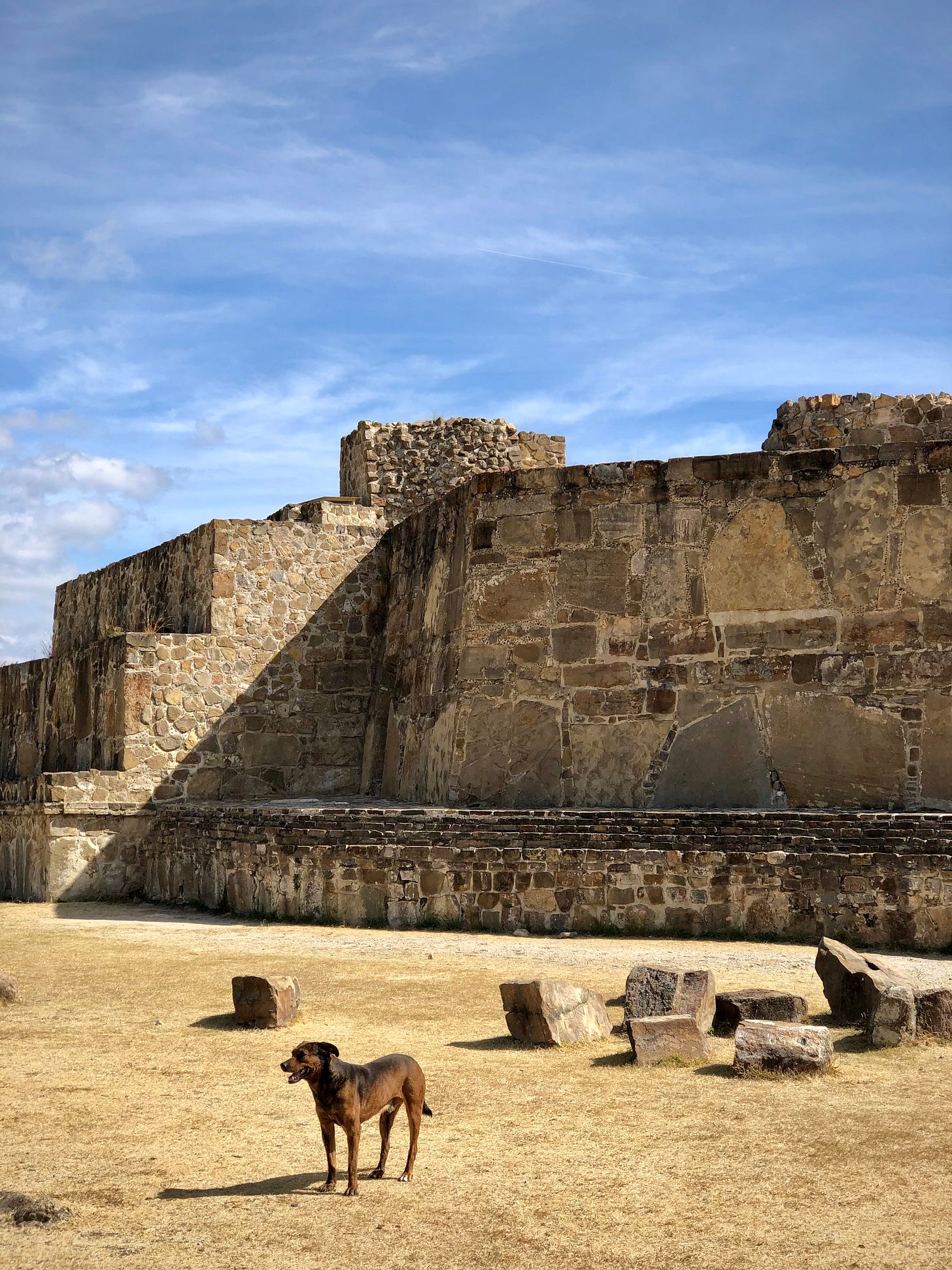 A dog with temple in the background in Monte Alban, Oaxaca