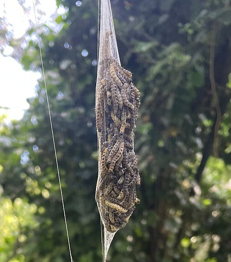 cocoon of caterpillers; small white moth with black spots; webbing on tree branches