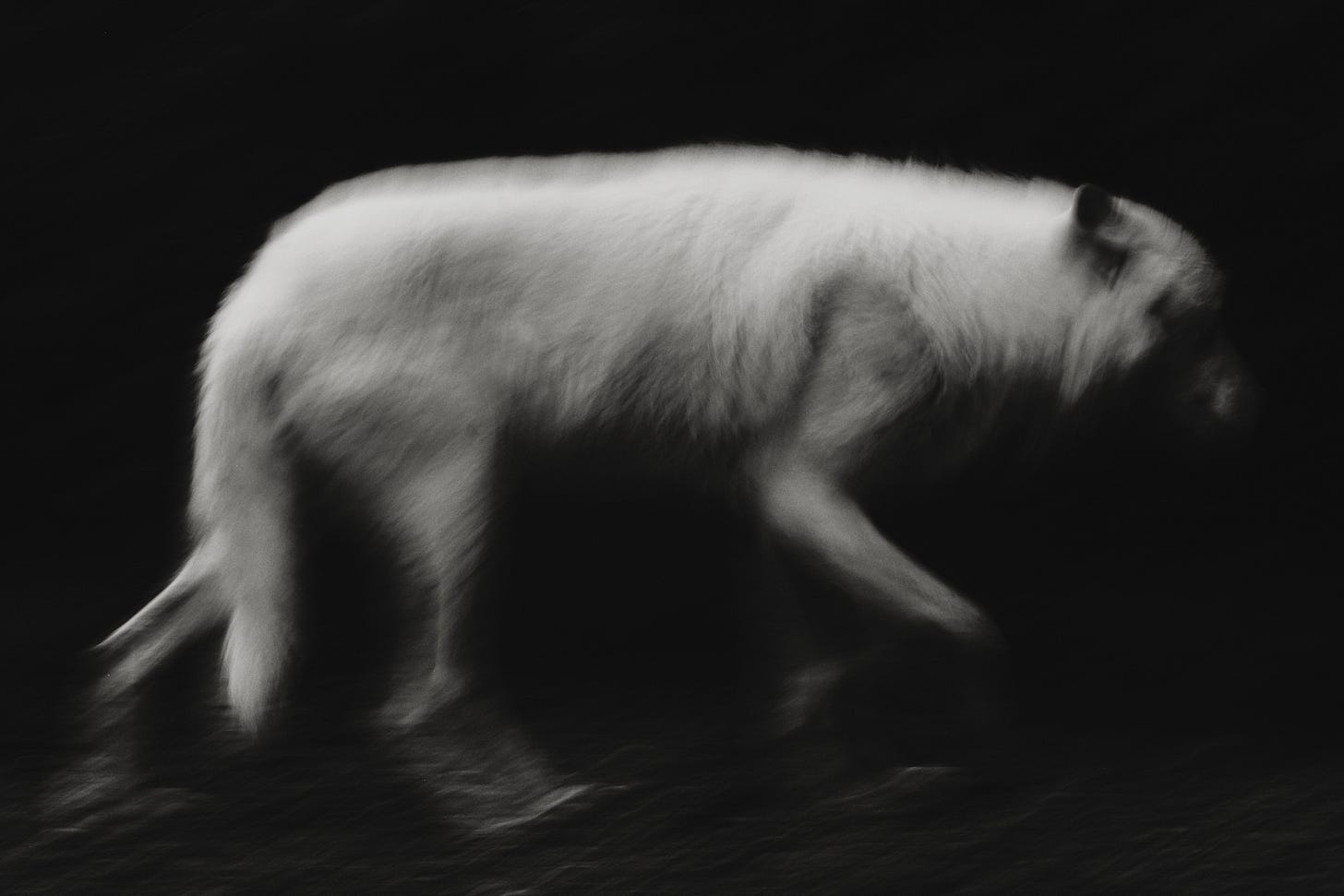 Ghost Wolf