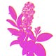 Hot Lavender
