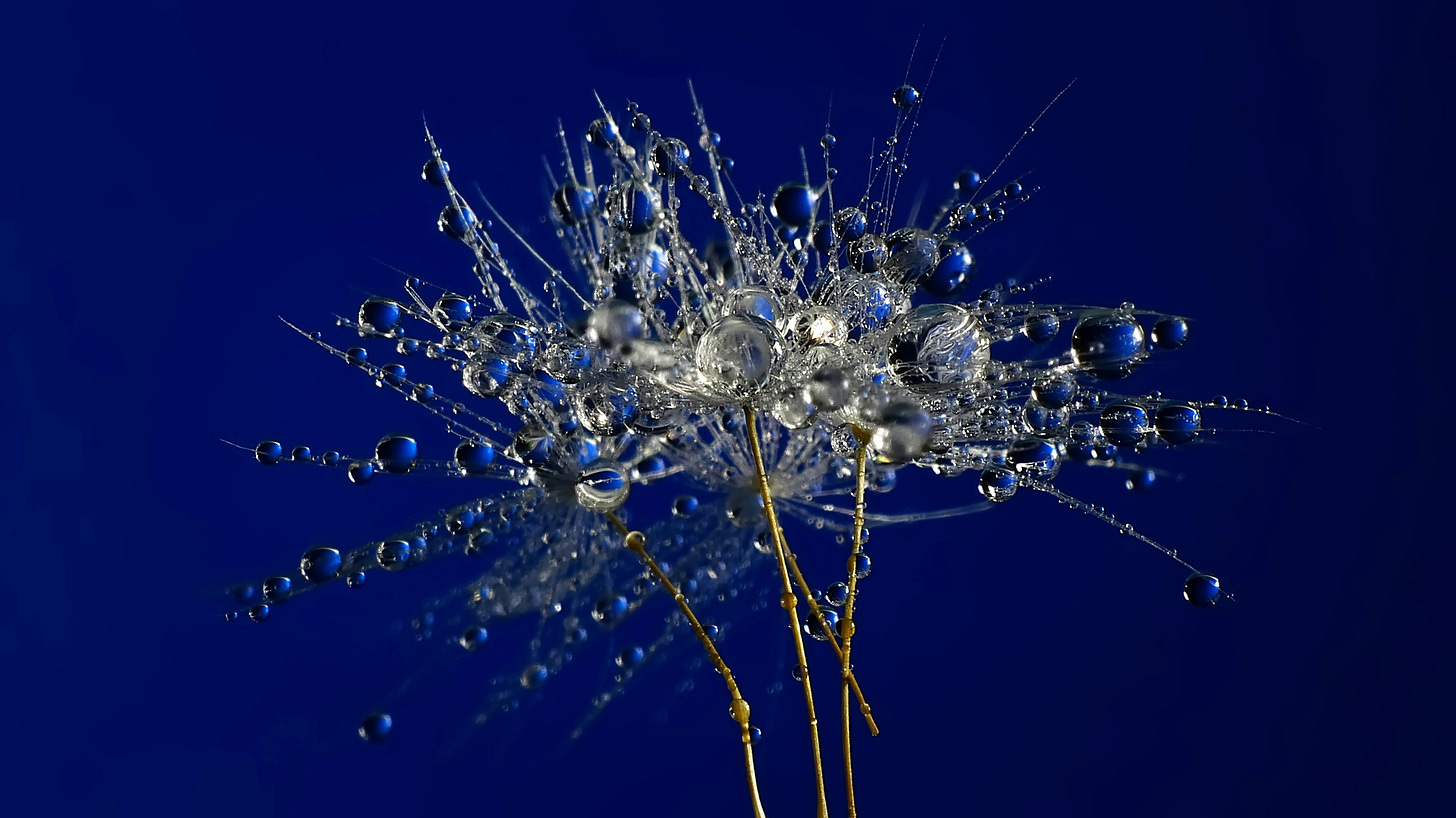 Abstract image of plant stems and water drops on a dark blue background Abstract image of plant stems and water drops on a dark blue background