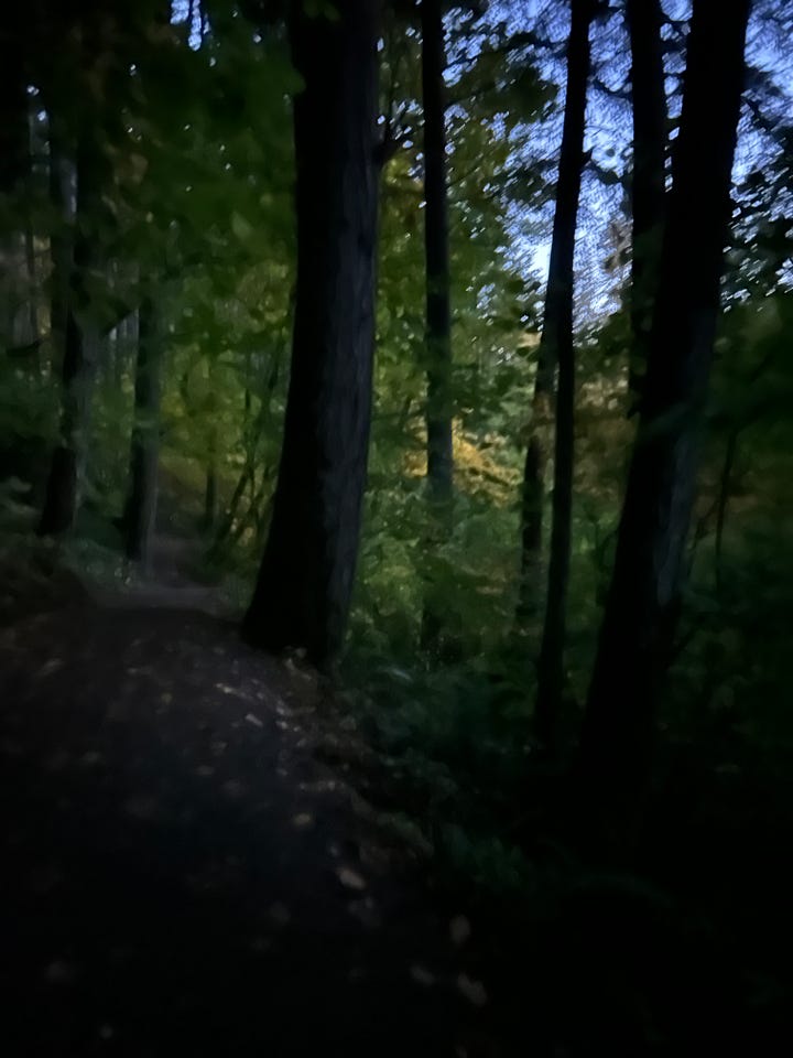 The Woods and my favorite tree, Lucy in the Sky with Diamonds!