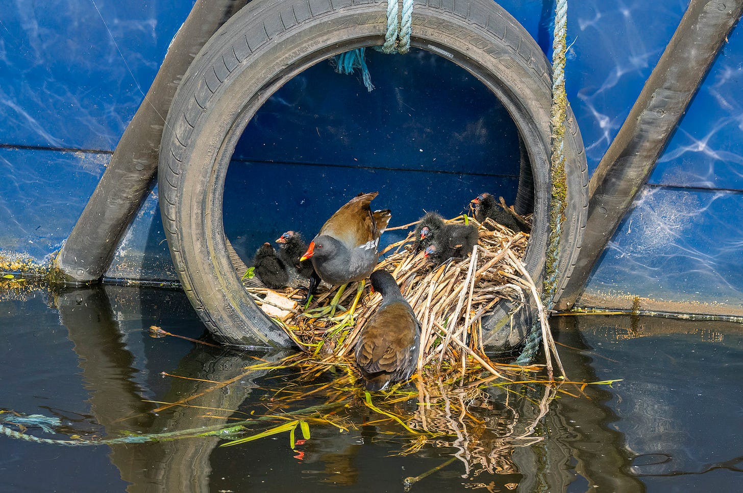Photo of a moorhen nest in a tyre hanging off the side of a barge