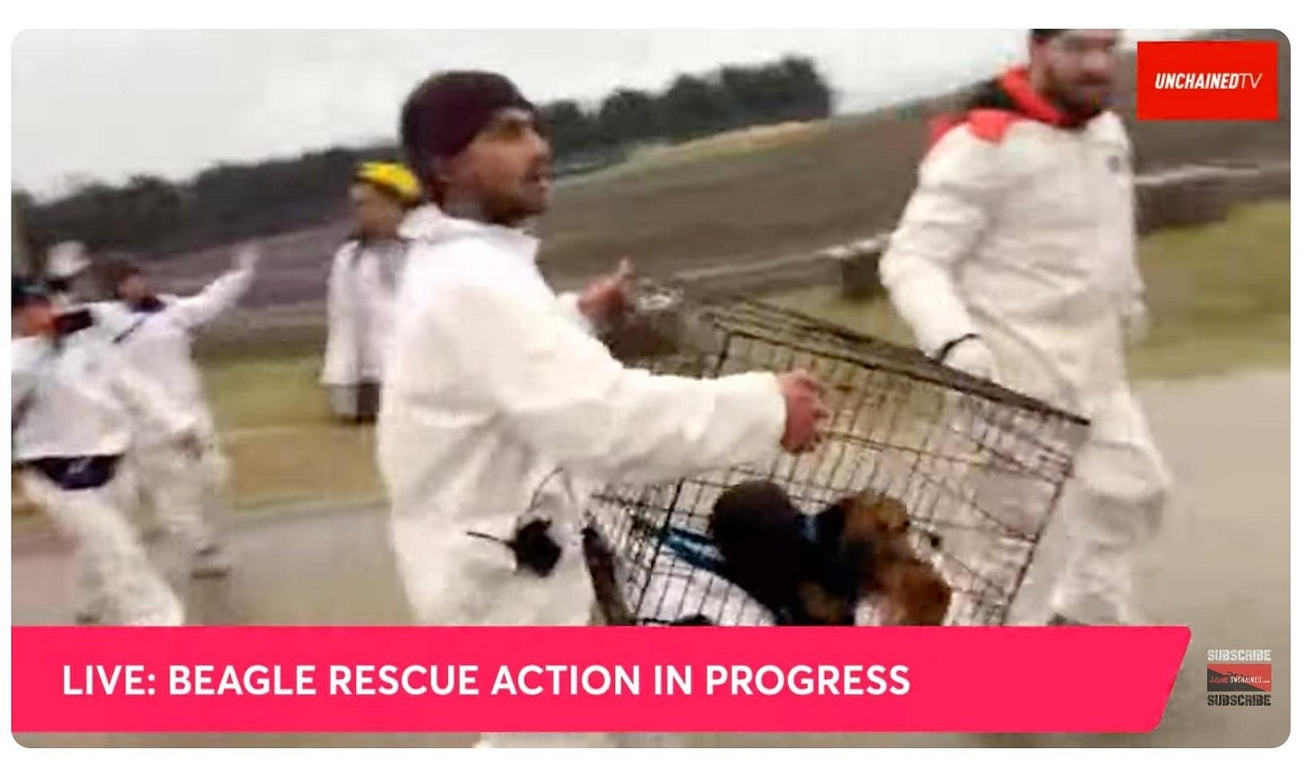 Screenshot from an UnchainedTV livestream showing activists in white coveralls rushing across a muddy field carrying a wire crate containing beagles. A pink banner across the bottom reads 'LIVE: BEAGLE RESCUE ACTION IN PROGRESS.