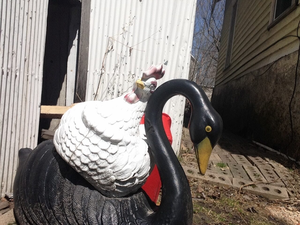 a colour photo of a plastic chicken resting cock-eyed on top of a plastic black swan in someone's yard