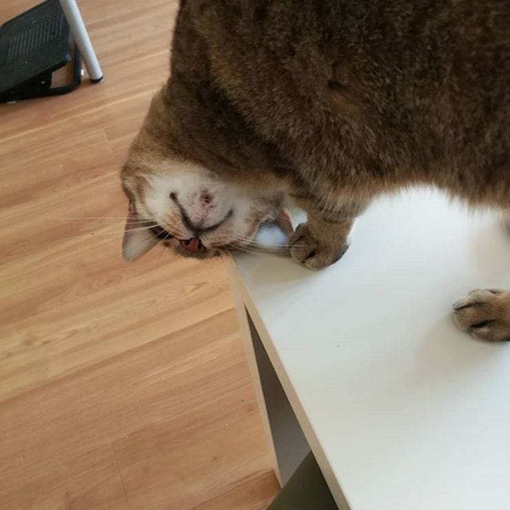 Hello from my grumpy cat Ginger, demanding snacks here…