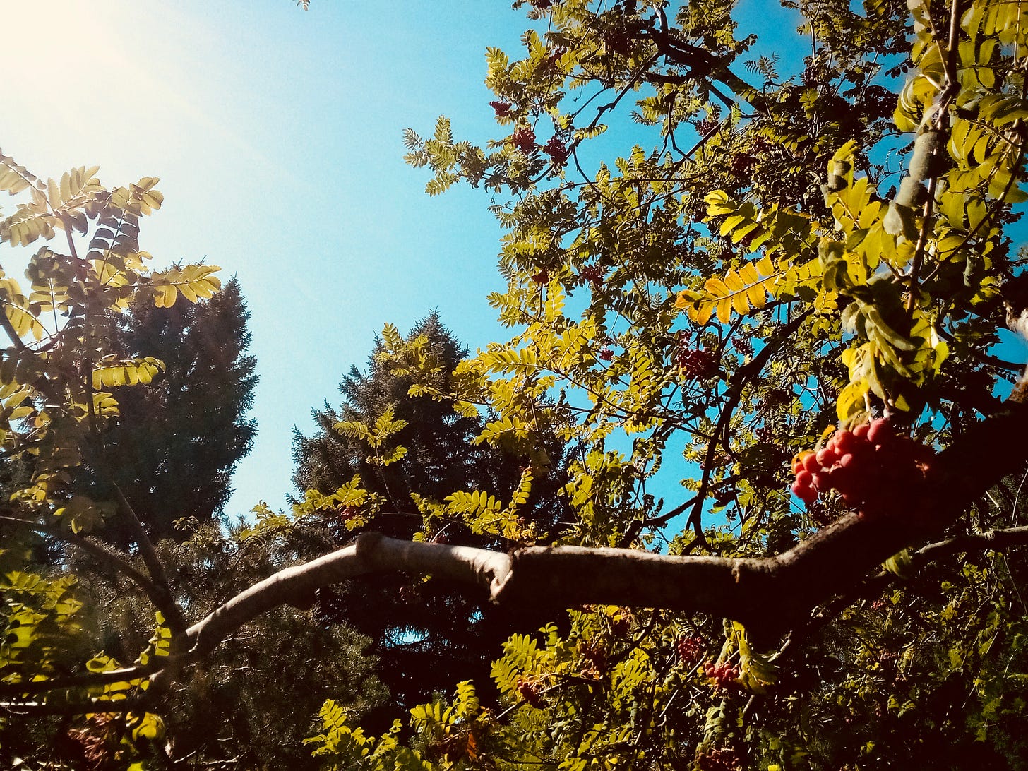 Autumn trees against blue sky