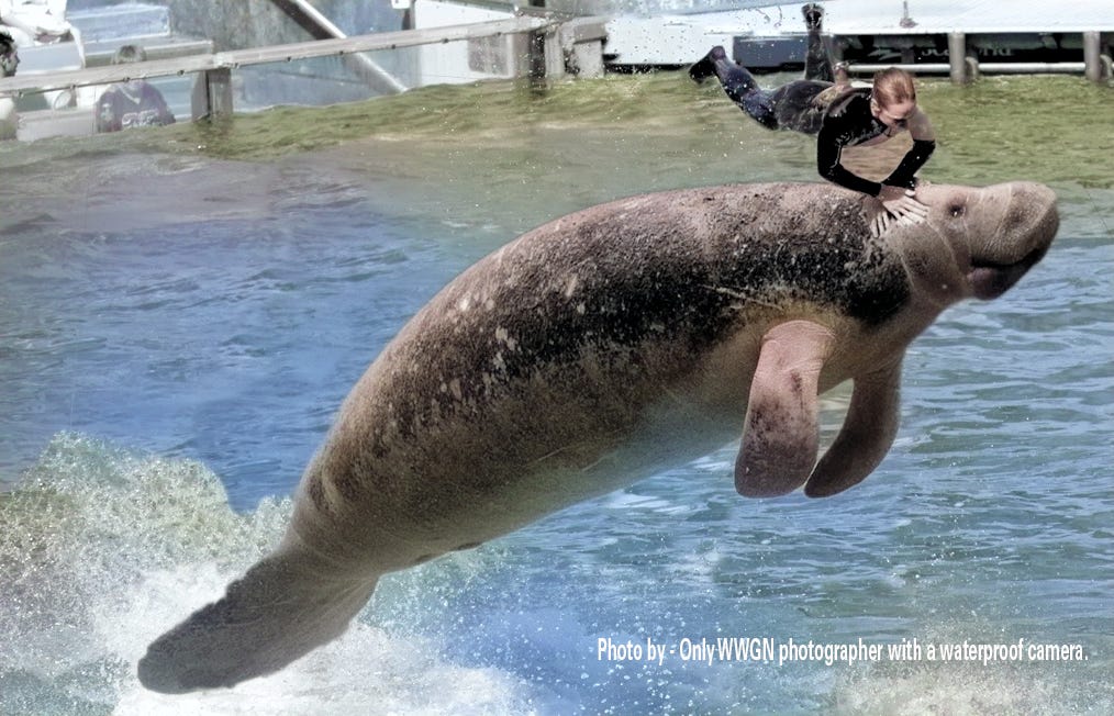 Don't make me bring in the killer whales.
