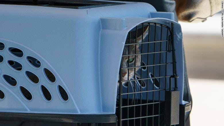 Willow leers out of her carrier cage, a look of discontent on her face. 