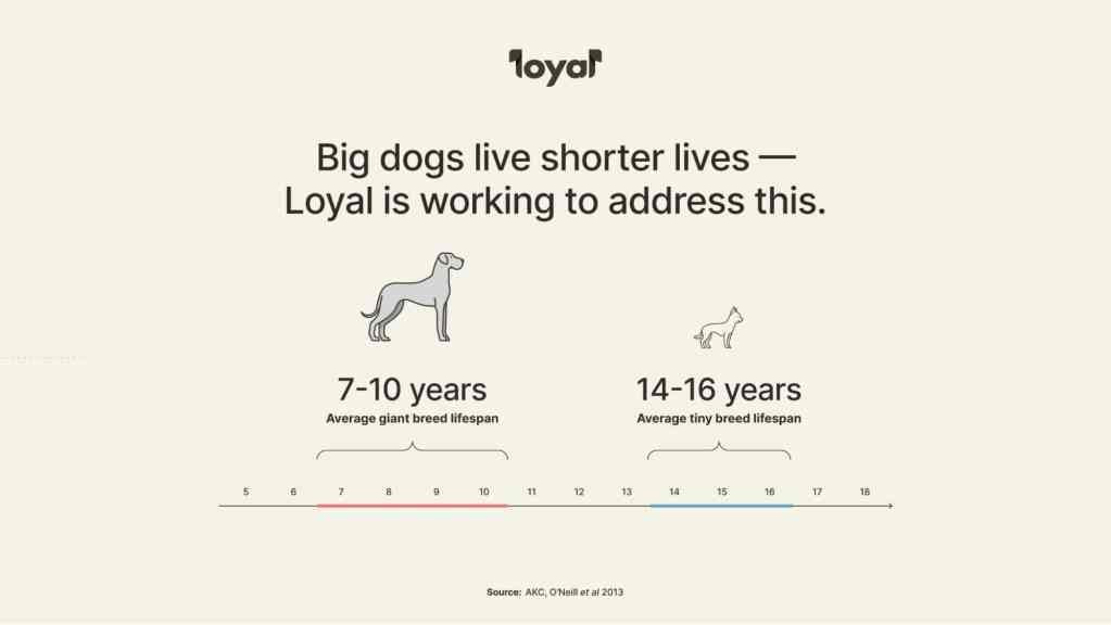 Giant breeds like Great Danes have an average lifespan of 7-10 years, while tiny breeds like the Chihuahua live 14-16 years. (source: AKC, O’Neill et al 2013). Not only do they have varying lifespans, but it’s possible that aging and age-associated disease progresses differently among different breeds.
Giant breeds like Great Danes have an average lifespan of 7-10 years, while tiny breeds like the Chihuahua live 14-16 years. (source: AKC, O’Neill et al 2013). Not only do they have varying lifespans, but it’s possible that aging and age-associated disease progresses differently among different breeds.