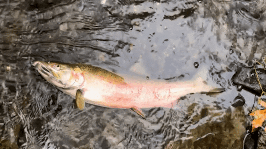 caption: A coho salmon gapes for air, one of the symptoms of "urban runoff mortality syndrome," in Miller Creek in Normandy Park, Washington, and other creeks polluted by roadway runoff. caption: A coho salmon gapes for air, one of the symptoms of "urban runoff mortality syndrome," in Miller Creek in Normandy Park, Washington, and other creeks polluted by roadway runoff.