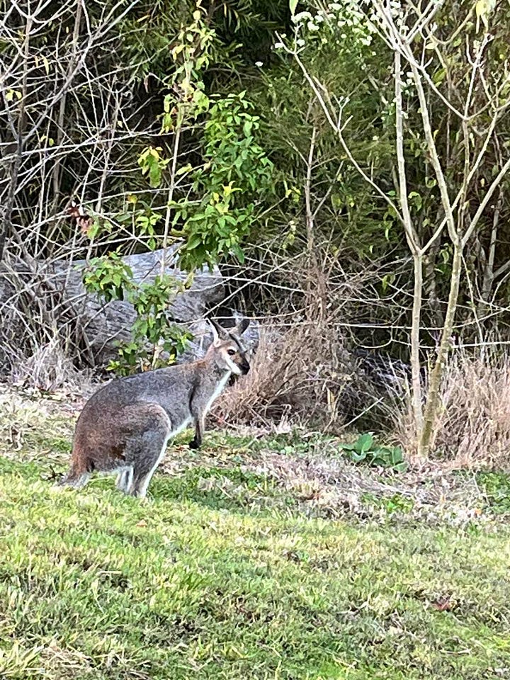 landscape, wallaby
