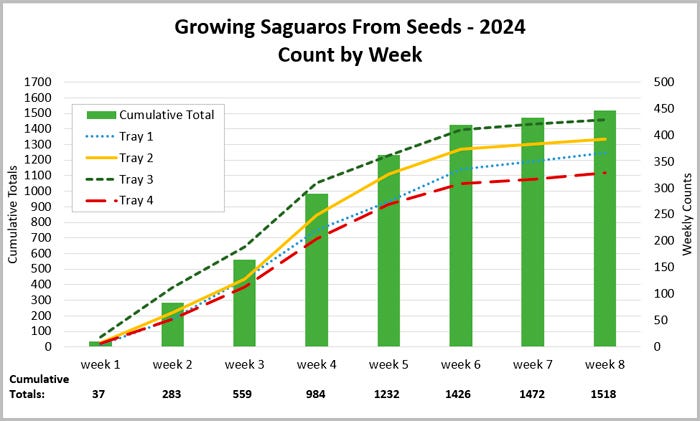 Growing Saguaros From Seeds - 2024 Count by Week: chart showing 37 total Saguaros in week 1, 283 total Saguaros in week 2, 559 total Saguaros in week 3, 984 total Saguaros in week 4, 1232 total Saguaros in week 5, 1426 total Saguaros in week 6, 1472 total Saguaros in week 7, and 1518 total Saguaros in week 8.