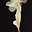 laetitia's avatar